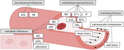 Mechanobiology of Microvascular Function and Structure in Health and Disease: Focus on the Coronary Circulation